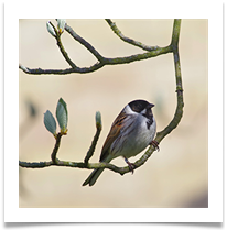 C Beesley - 4 - Reed Bunting - Chris Beesley